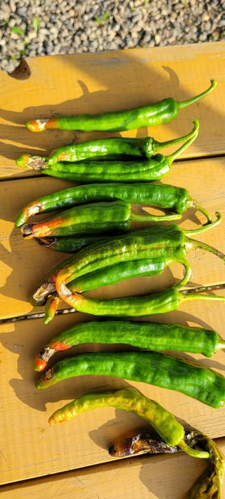 저달이님의 고추 · 병해충상담 작성글 사진