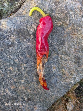 익산 낭산 노원석님의 고추 · 병해충상담 작성글 사진