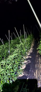 팜모닝 고추·병해충상담 게시글 이미지