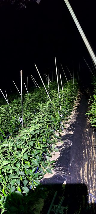 허화자님의 고추 · 병해충상담 작성글 사진