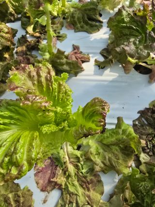 노랑님의 상추 · 병해충상담 작성글 사진