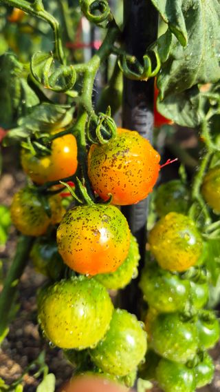 산그림자님의 토마토 · 병해충상담 작성글 사진