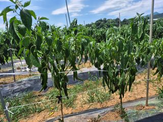 조위래님의 고추 · 병해충상담 작성글 사진