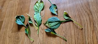 허화자님의 고추 · 병해충상담 작성글 사진