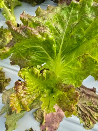 노랑님의 상추 · 병해충상담 작성글 사진