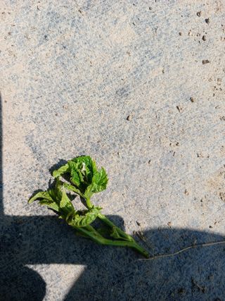 호수가님의 딸기 · 병해충상담 작성글 사진