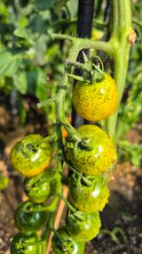 팜모닝 토마토·병해충상담 게시글 이미지