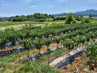 조위래님의 고추 · 병해충상담 작성글 사진