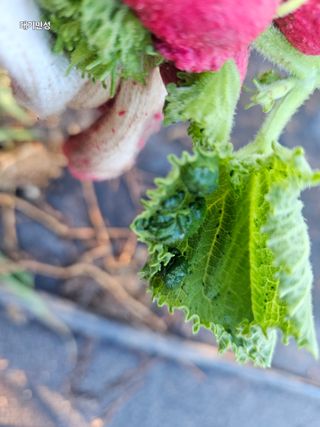 대구북구텃밭지기님의 오이 · 병해충상담 작성글 사진