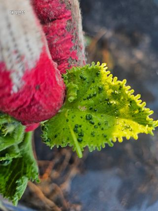 대구북구텃밭지기님의 오이 · 병해충상담 작성글 사진