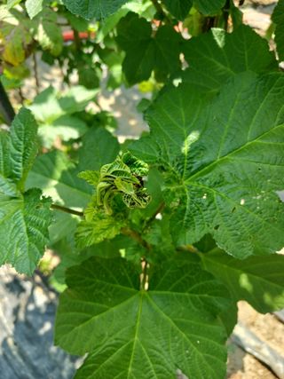 호수가님의 딸기 · 병해충상담 작성글 사진