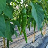 팜모닝 고추·병해충상담 게시글 이미지