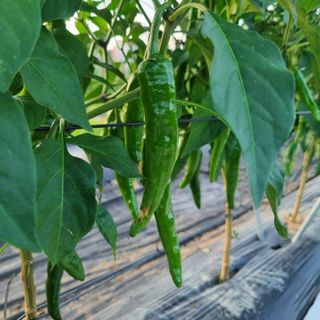 유일무님의 고추 · 병해충상담 작성글 사진