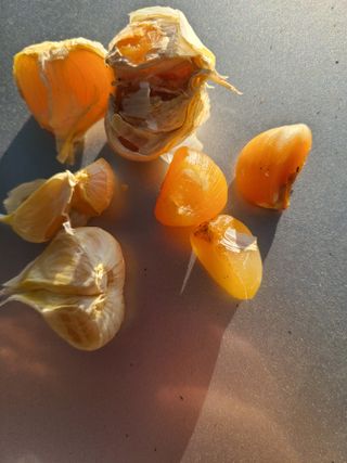 김계희님의 마늘 · 병해충상담 작성글 사진