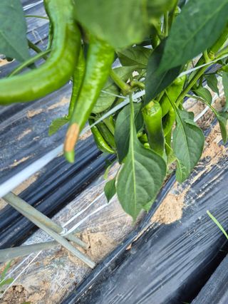 이인성님의 고추 · 병해충상담 작성글 사진