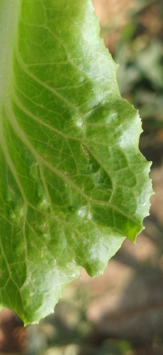 배선천님의 상추 · 병해충상담 작성글 사진