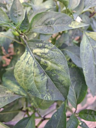 봉쥬님의 고추 · 병해충상담 작성글 사진