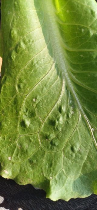 배선천님의 상추 · 병해충상담 작성글 사진