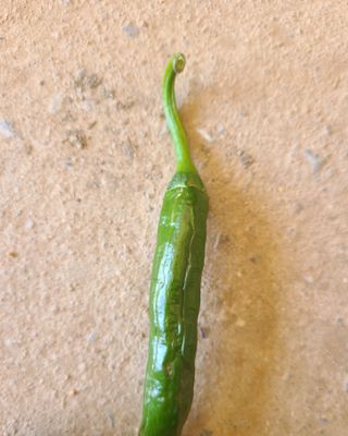 호박18464님의 고추 · 병해충상담 작성글 사진