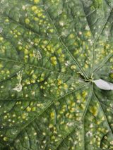 팜모닝 오이·병해충상담 게시글 이미지