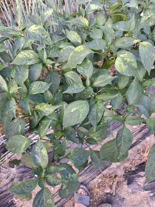 봉쥬님의 고추 · 병해충상담 작성글 사진