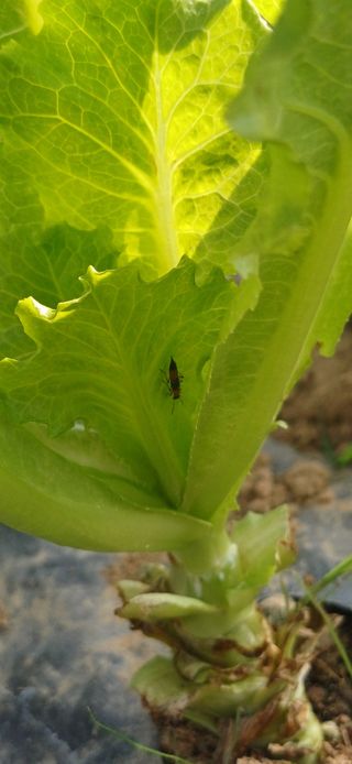 배선천님의 상추 · 병해충상담 작성글 사진
