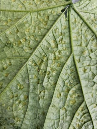 충남부여님의 오이 · 병해충상담 작성글 사진