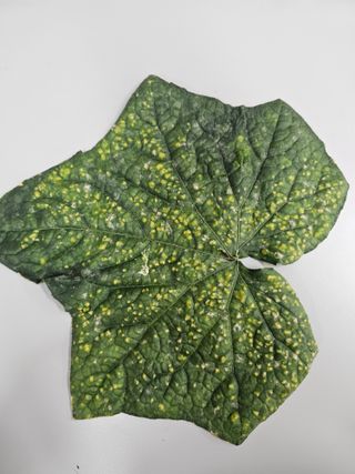 충남부여님의 오이 · 병해충상담 작성글 사진