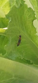 팜모닝 상추·병해충상담 게시글 이미지