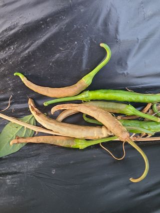 호박18464님의 고추 · 병해충상담 작성글 사진