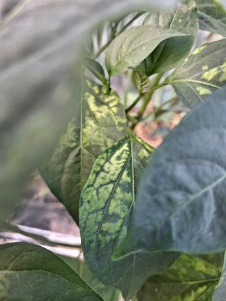 봉쥬님의 고추 · 병해충상담 작성글 사진