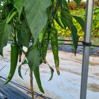 유일무님의 고추 · 병해충상담 작성글 사진