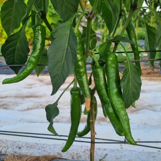 유일무님의 고추 · 병해충상담 작성글 사진