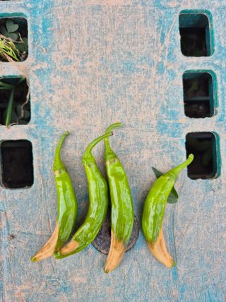 이상열님의 고추 · 병해충상담 작성글 사진