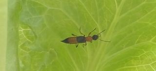 배선천님의 상추 · 병해충상담 작성글 사진