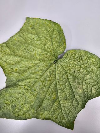 충남부여님의 오이 · 병해충상담 작성글 사진