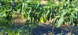 이화진님의 고추 · 병해충상담 작성글 사진