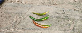 청람정상님의 고추 · 병해충상담 작성글 사진