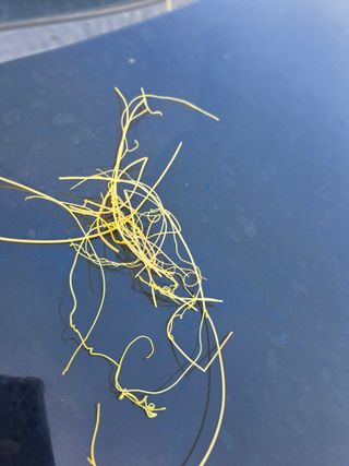 최정훈님의 들깨 · 병해충상담 작성글 사진