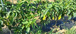 이화진님의 고추 · 병해충상담 작성글 사진