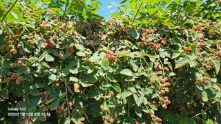 박성춘님의 참깨 · 병해충상담 작성글 사진