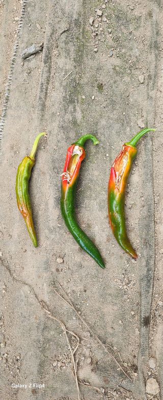 청람정상님의 고추 · 병해충상담 작성글 사진