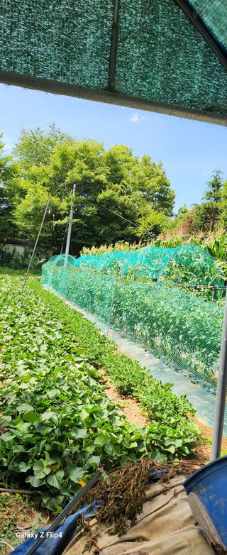 청람정상님의 고추 · 병해충상담 작성글 사진