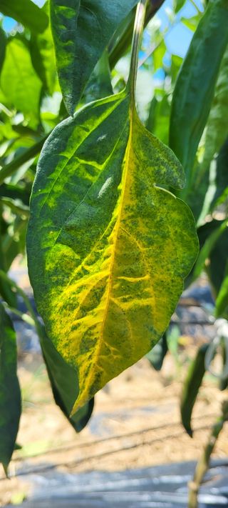 이화진님의 고추 · 병해충상담 작성글 사진