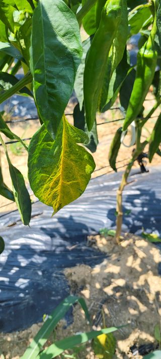 이화진님의 고추 · 병해충상담 작성글 사진