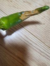 팜모닝 고추·병해충상담 게시글 이미지