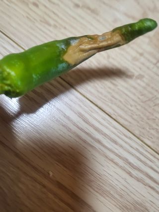 장용익님의 고추 · 병해충상담 작성글 사진