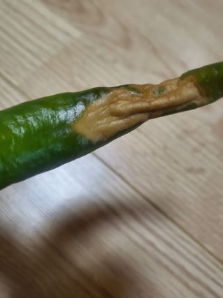 장용익님의 고추 · 병해충상담 작성글 사진