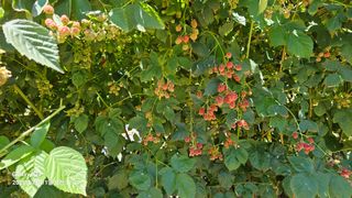 박성춘님의 참깨 · 병해충상담 작성글 사진