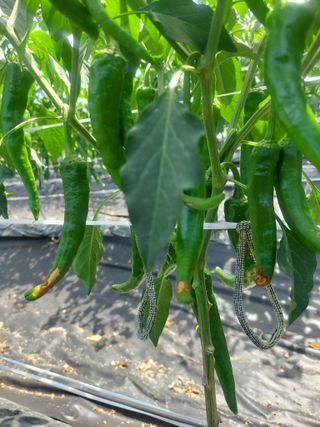 지금은 공돌이님의 고추 · 병해충상담 작성글 사진